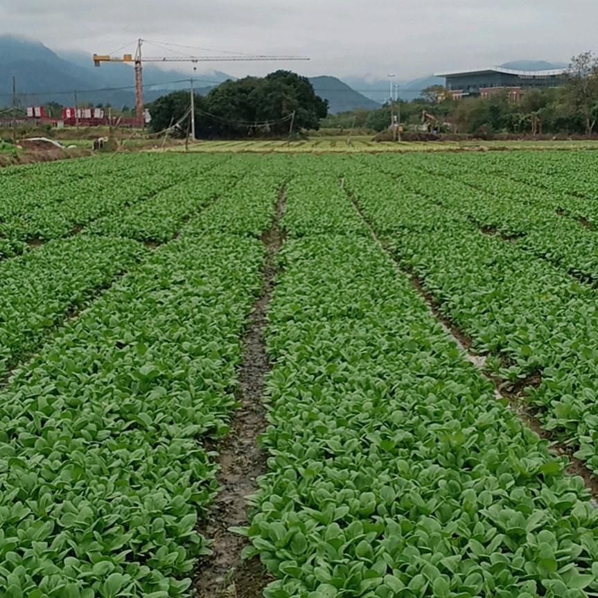 တုတ္ ျကီး