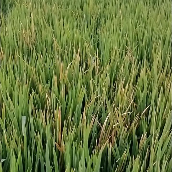 保全家庭农场