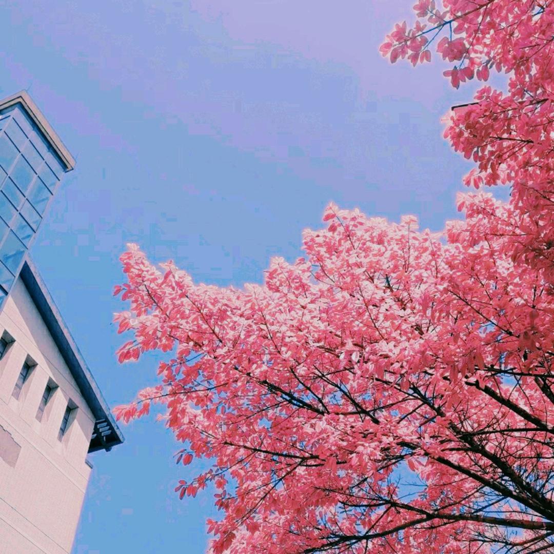 鹤岚