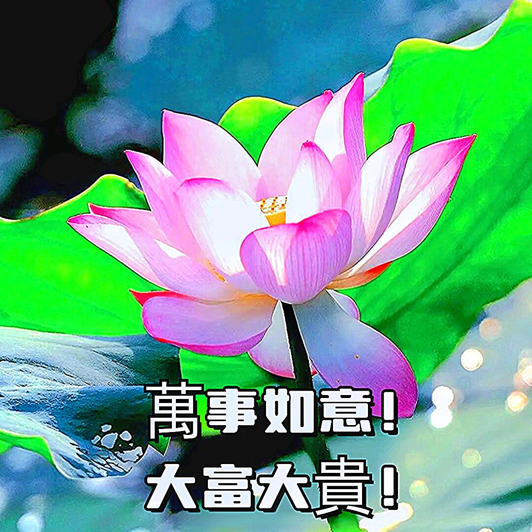 静雅幽兰