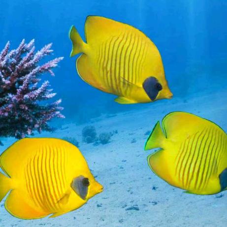 用户530831041017好军车