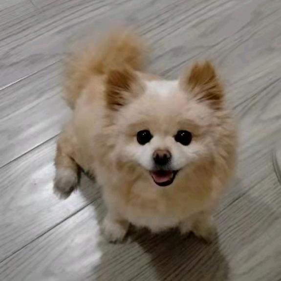 大大卷