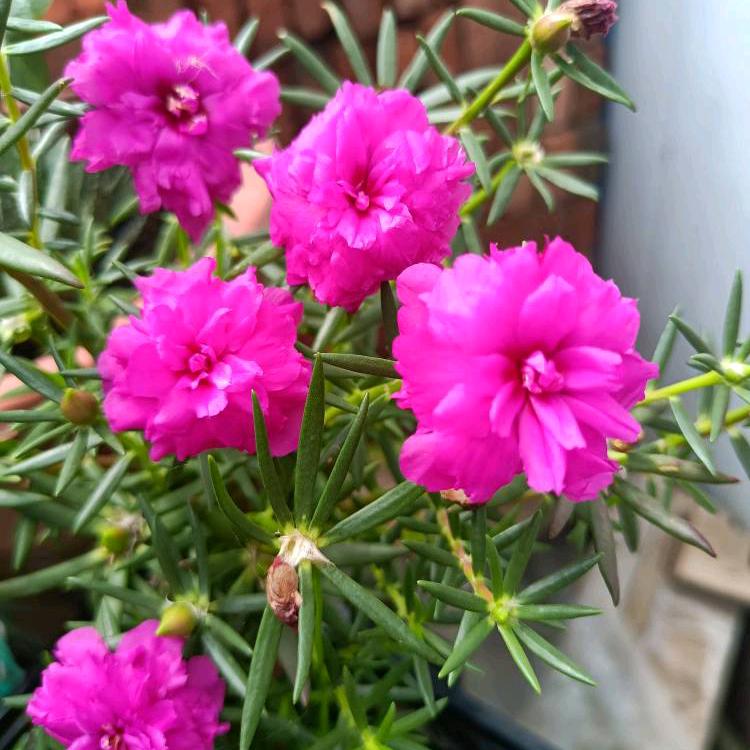 郑荣桂🌺🌾🎄🌹💐三新郑庄