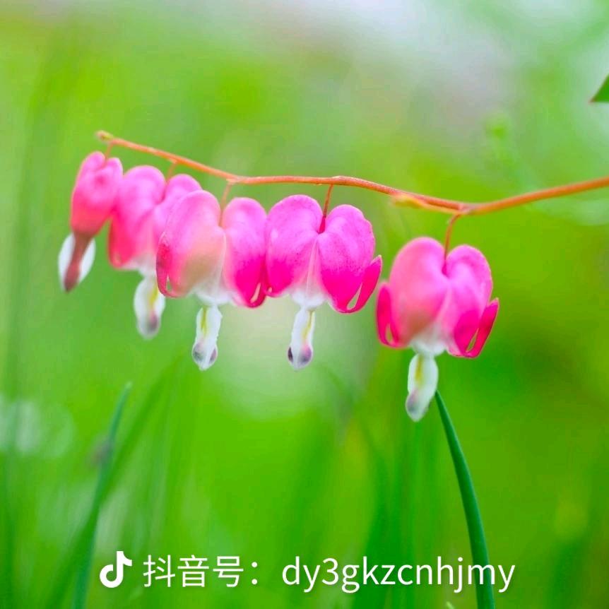曹江龙