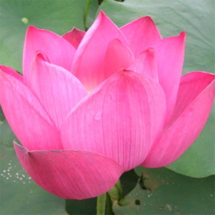 汐然夏沫