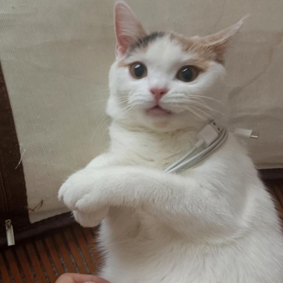 哈哈嘿嘿嚯