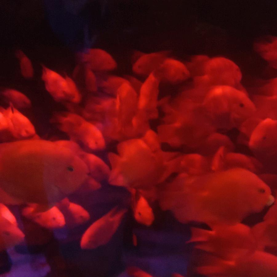 白月