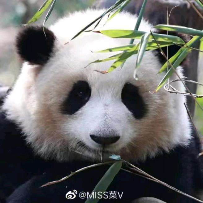 黑白团子玩游戏