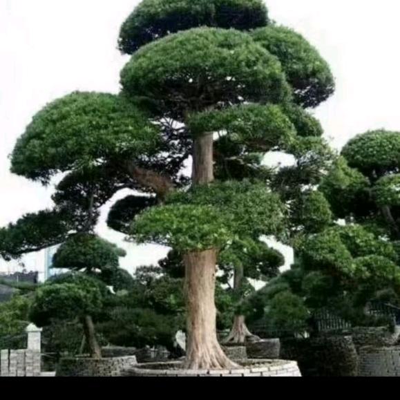 李宝林易学文化