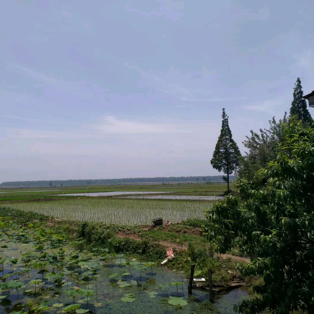 毛顺台误