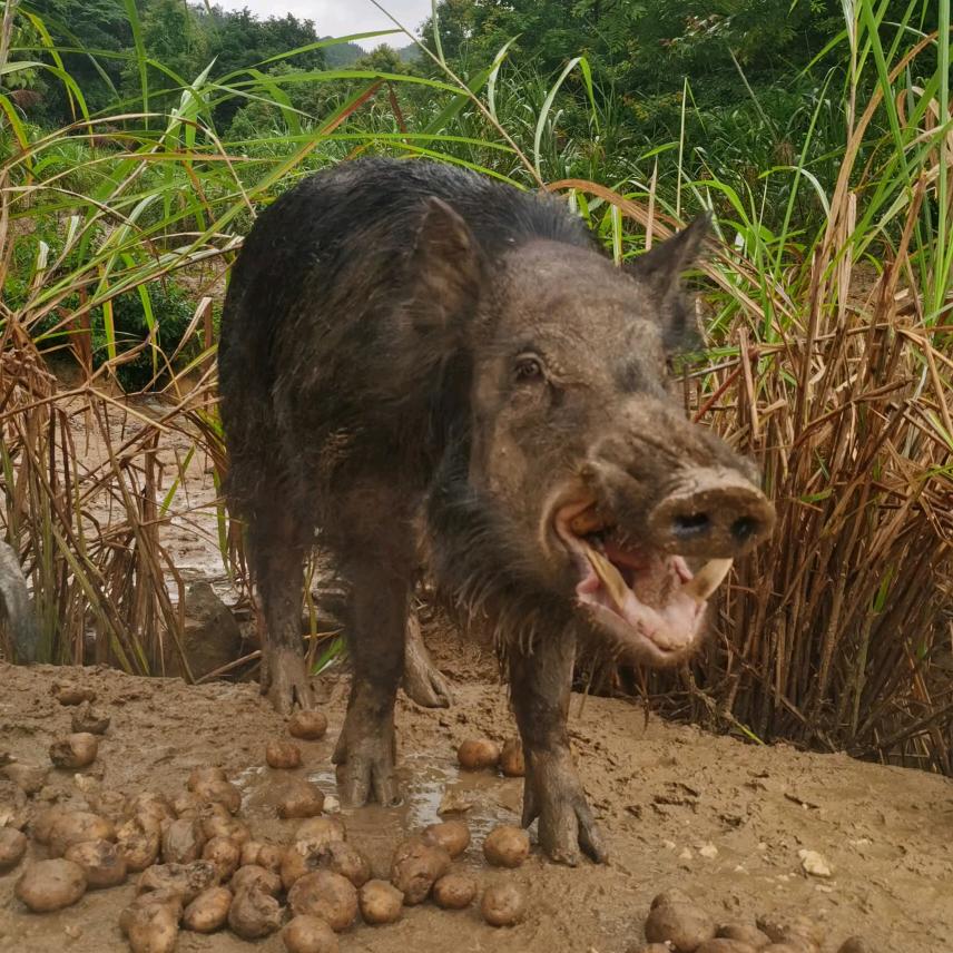 @清远农夫生态跑山猪.明哥