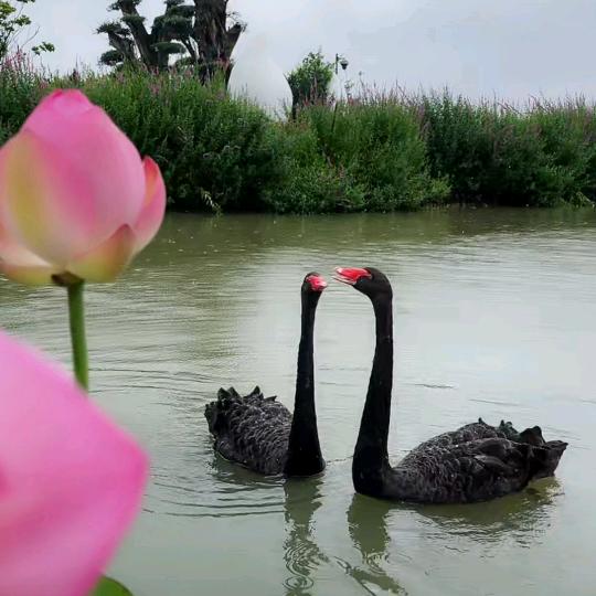火狐狸