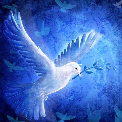 鸽子飞。😇😇