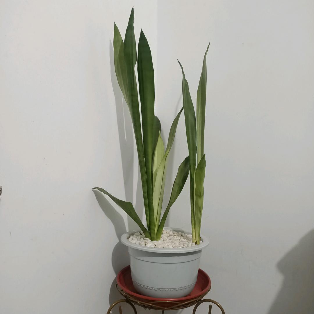 弓长张