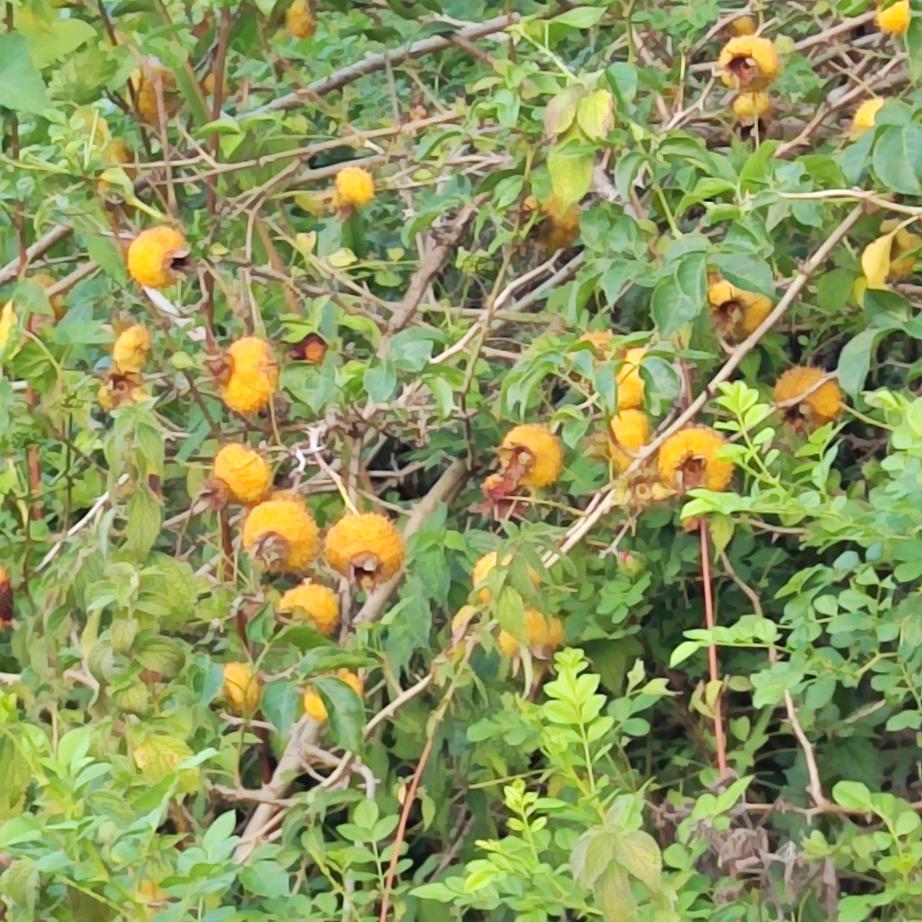 鑫莀轩