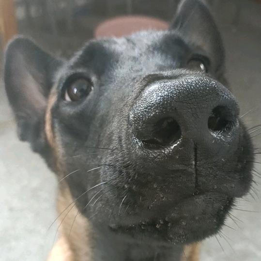 橘子来也