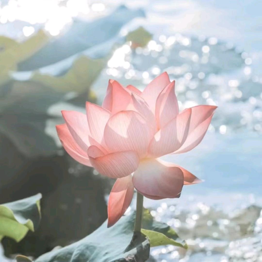 鸿扬香业