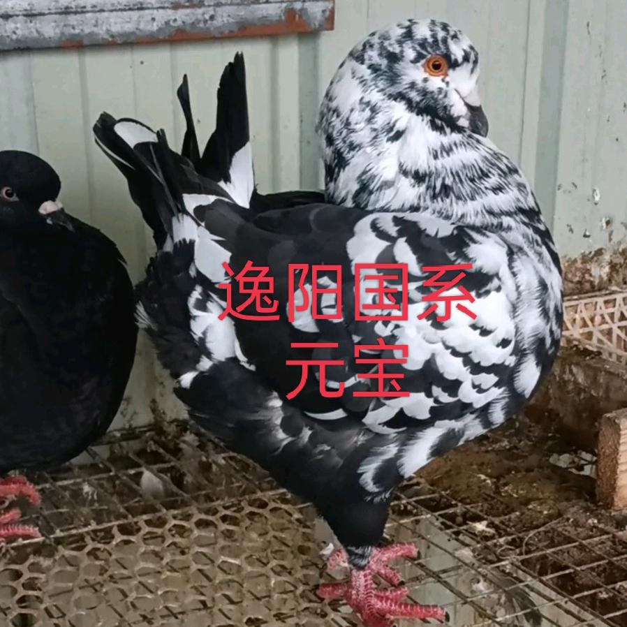 逸阳