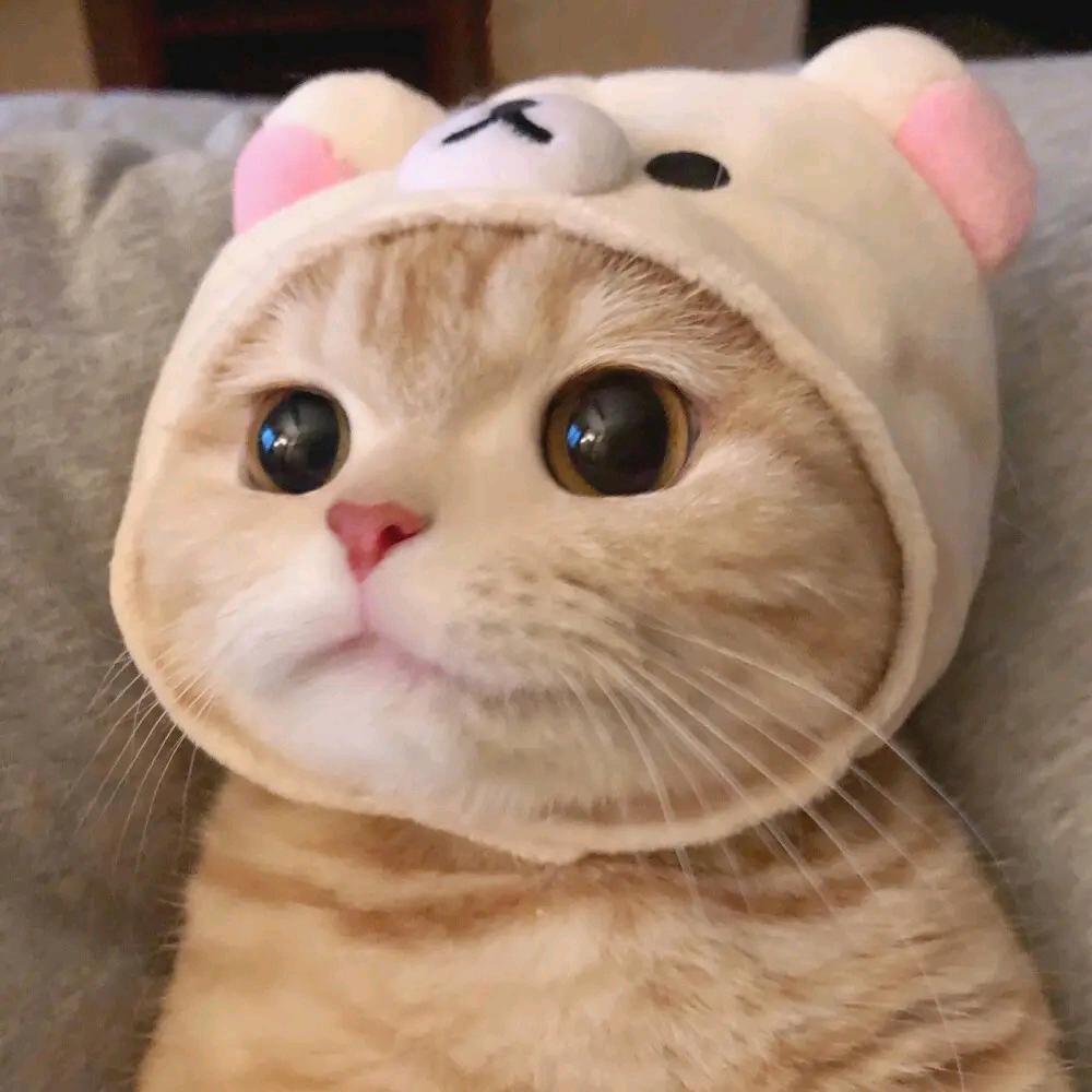 喵小咪M