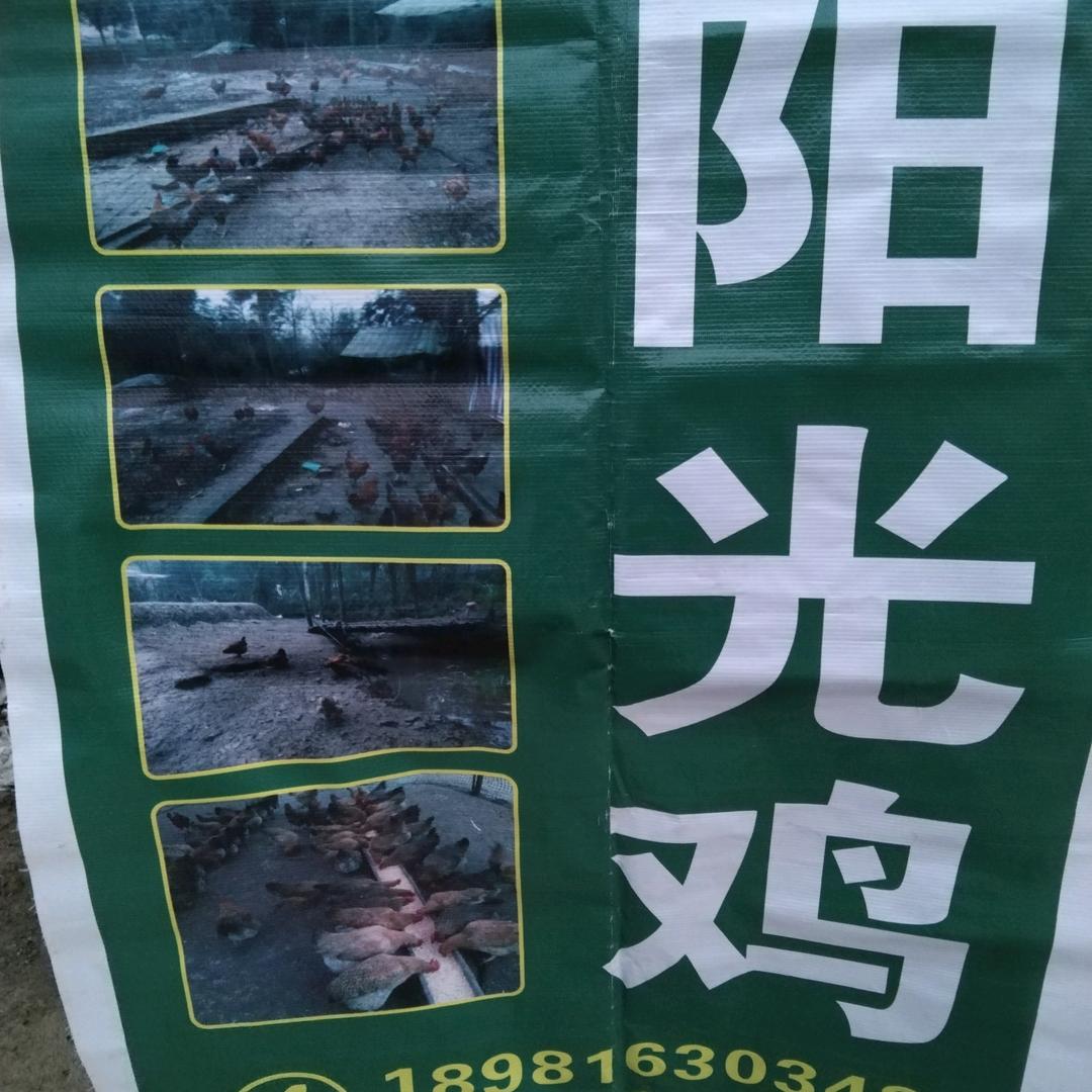 卢中孝（阳光鸡）雅安市，雨城区，（柏树林