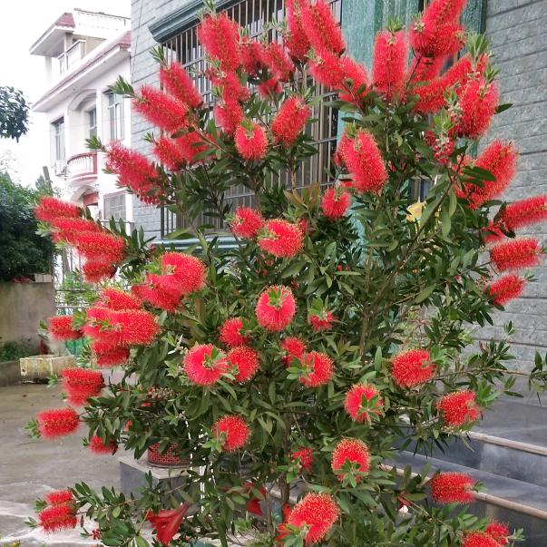 爱花草的向大姐