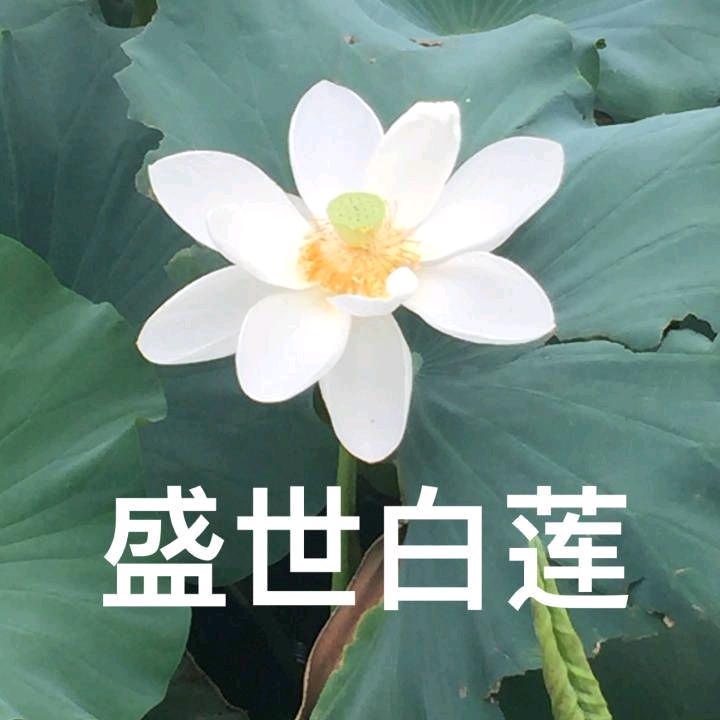 朱子赢