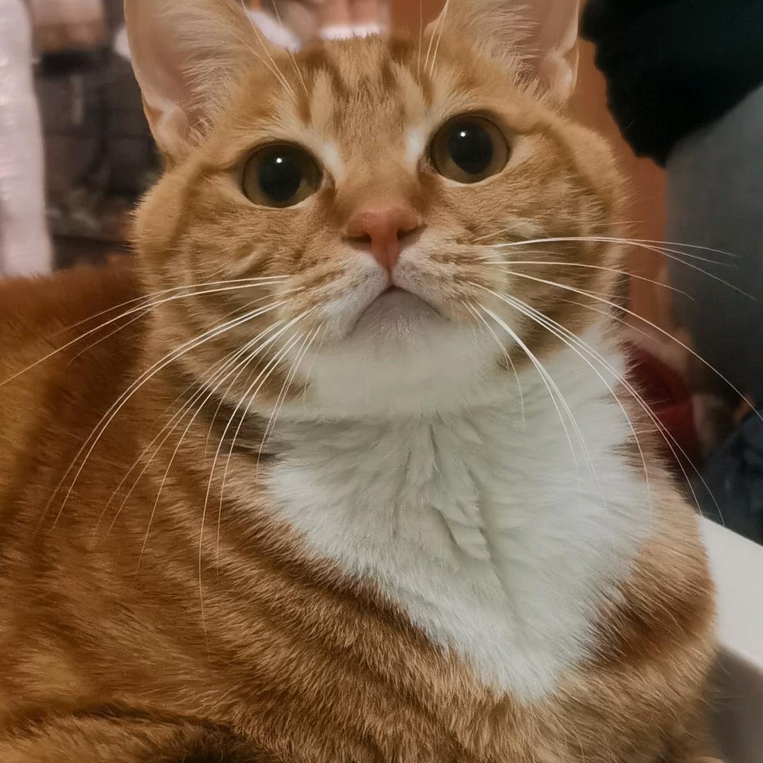 ꒰ঌ^(๑倾𖥦游๑)^໒꒱