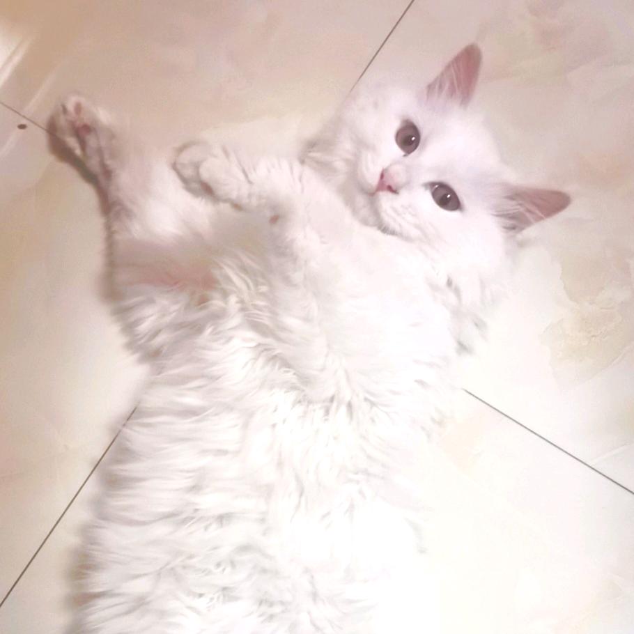 西西是个小天使