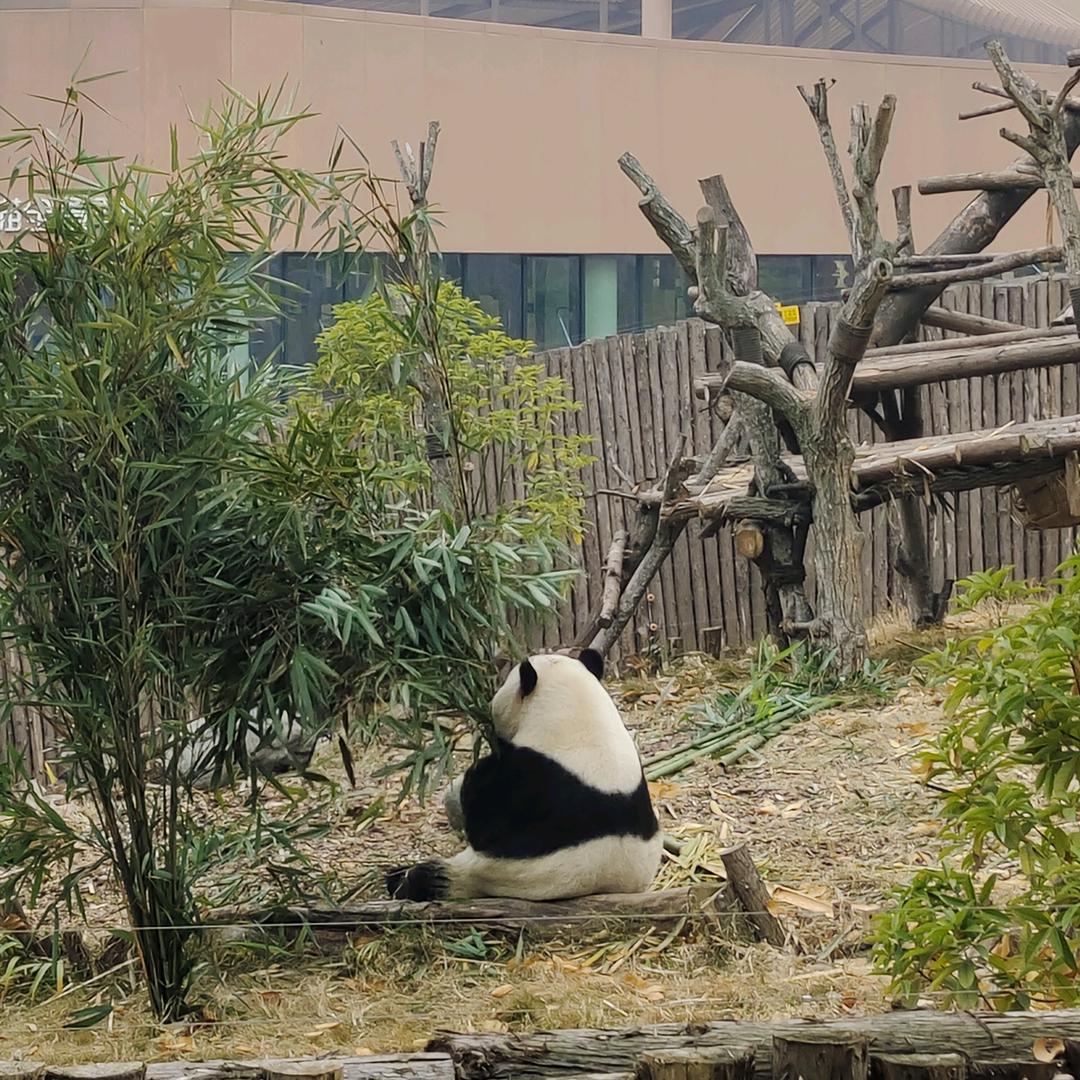 恰