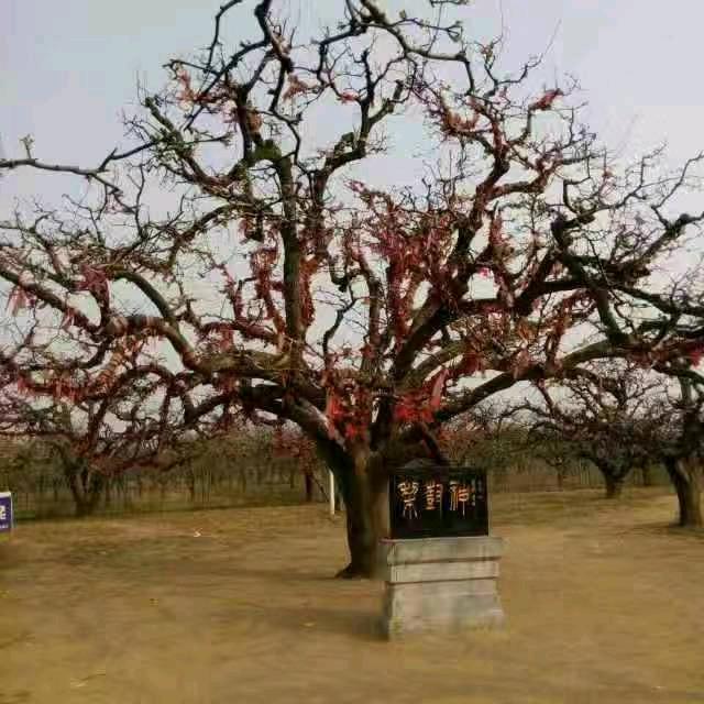 大傻