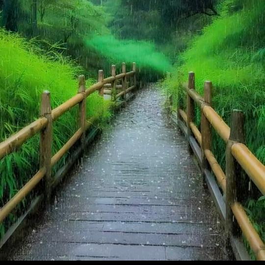 忘情水