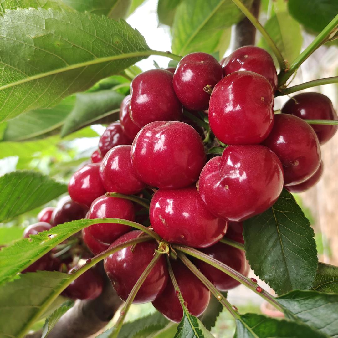 丽红🍒樱桃