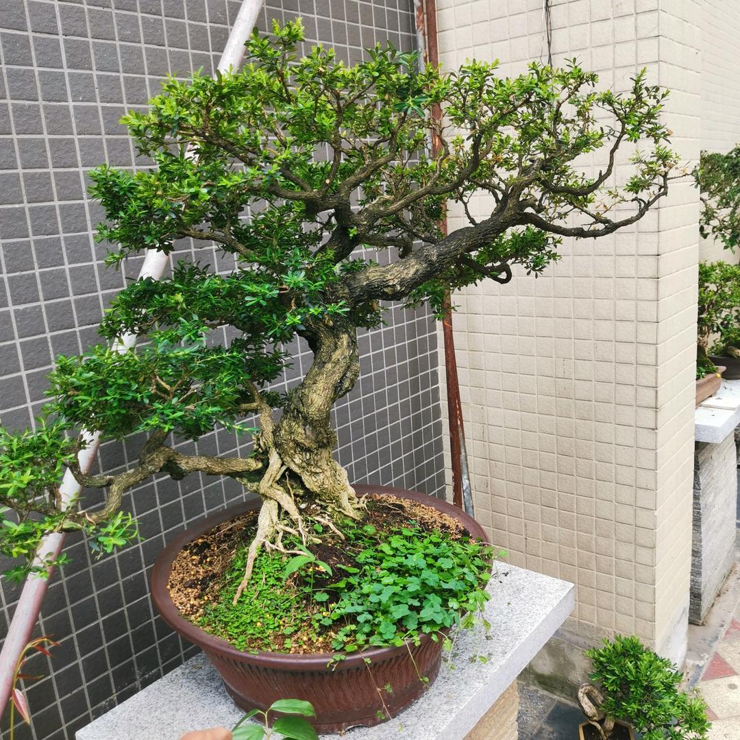 小神哥米叶黄杨