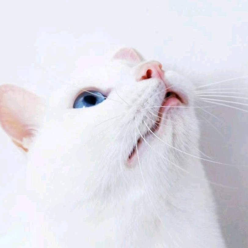 只肥猫叫汤圆