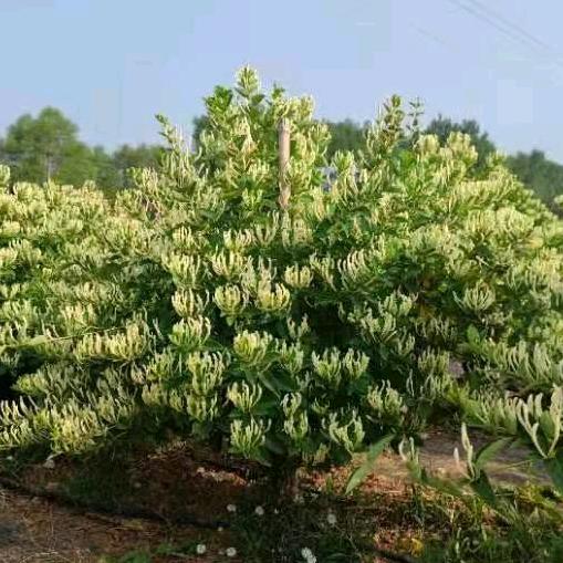 河南博蕾农业开发有限公司