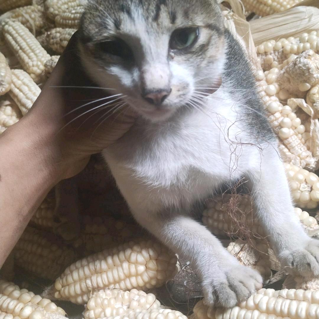 阎