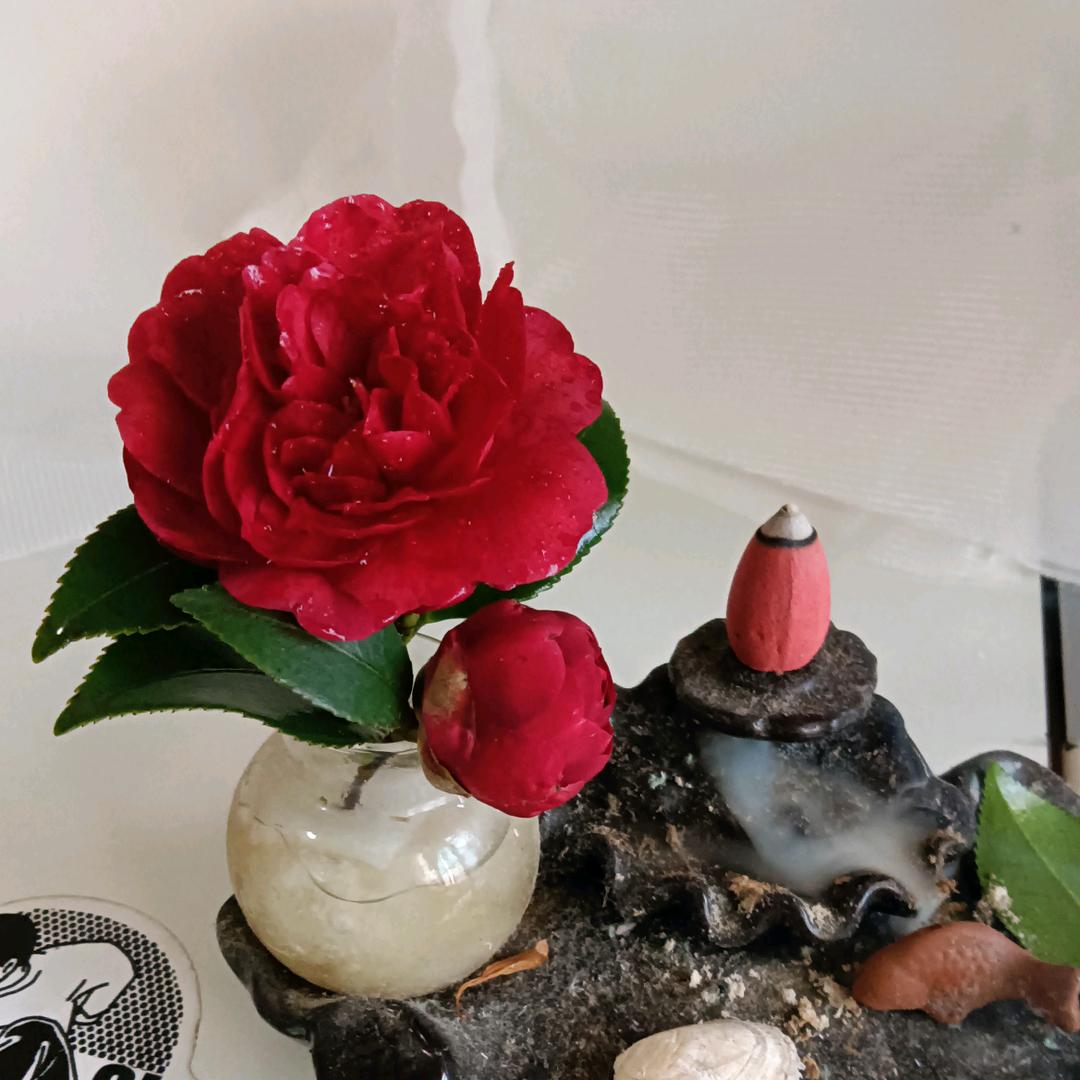 落入凡尘的傻女人