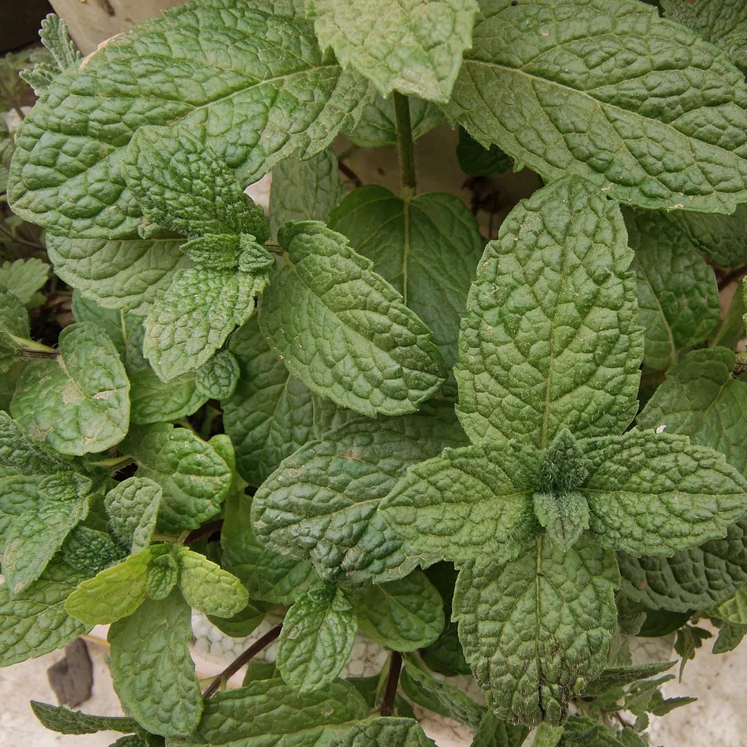 齐天大圣梦幻鼠