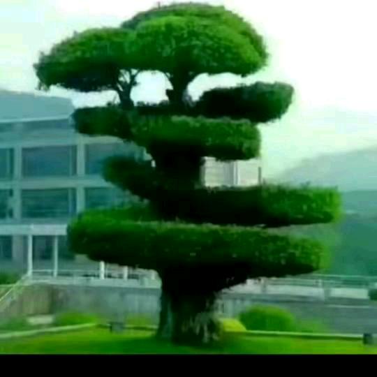 表哥