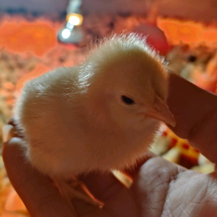 浩哥（湘潭县猫塘土鸡养殖基地）