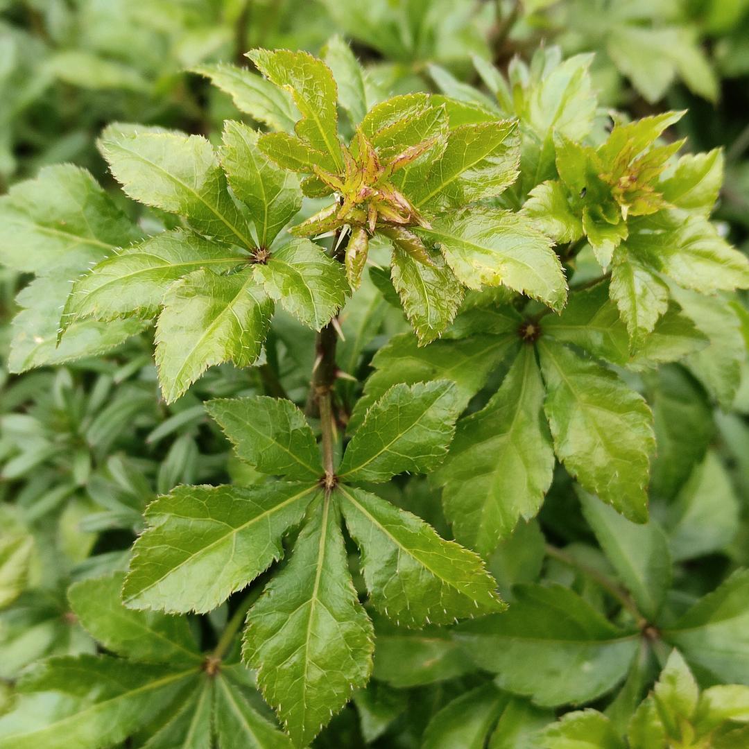 【江西药仙谷】守正本草🌿