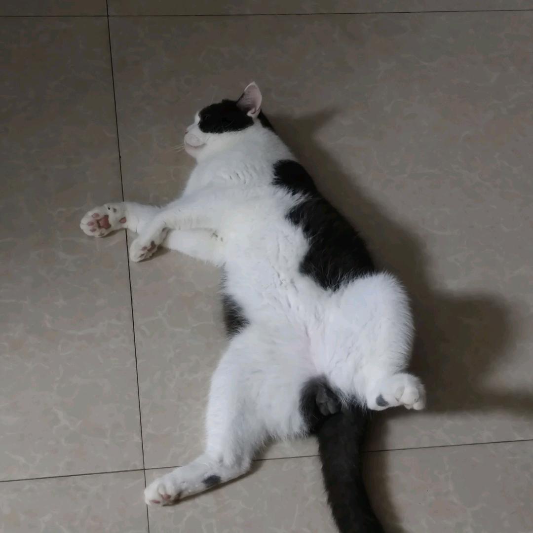 猫呢
