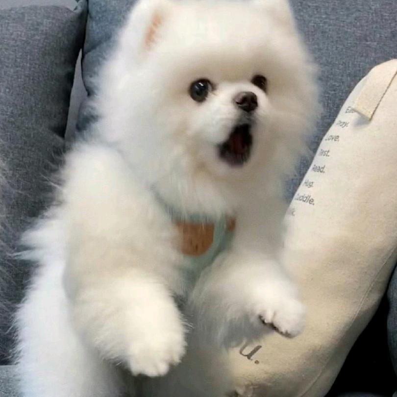 机智小葵
