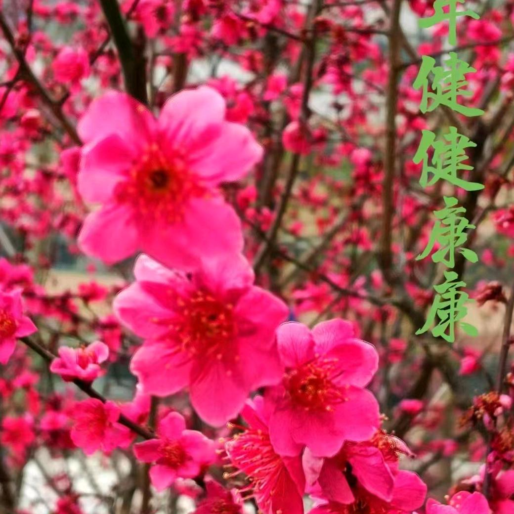 齐天大圣