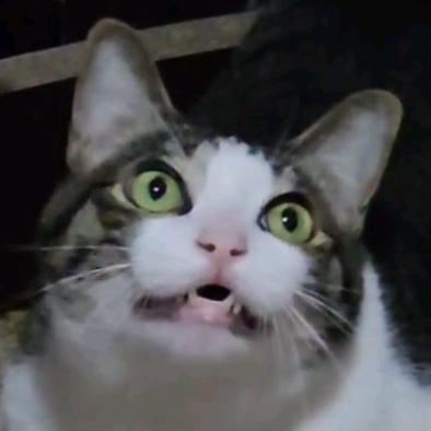 魔云 🐈🌙8️⃣