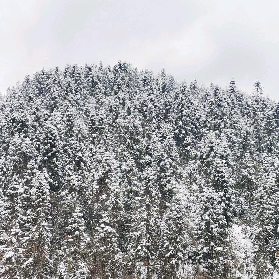 🌜长安乱夜🌛