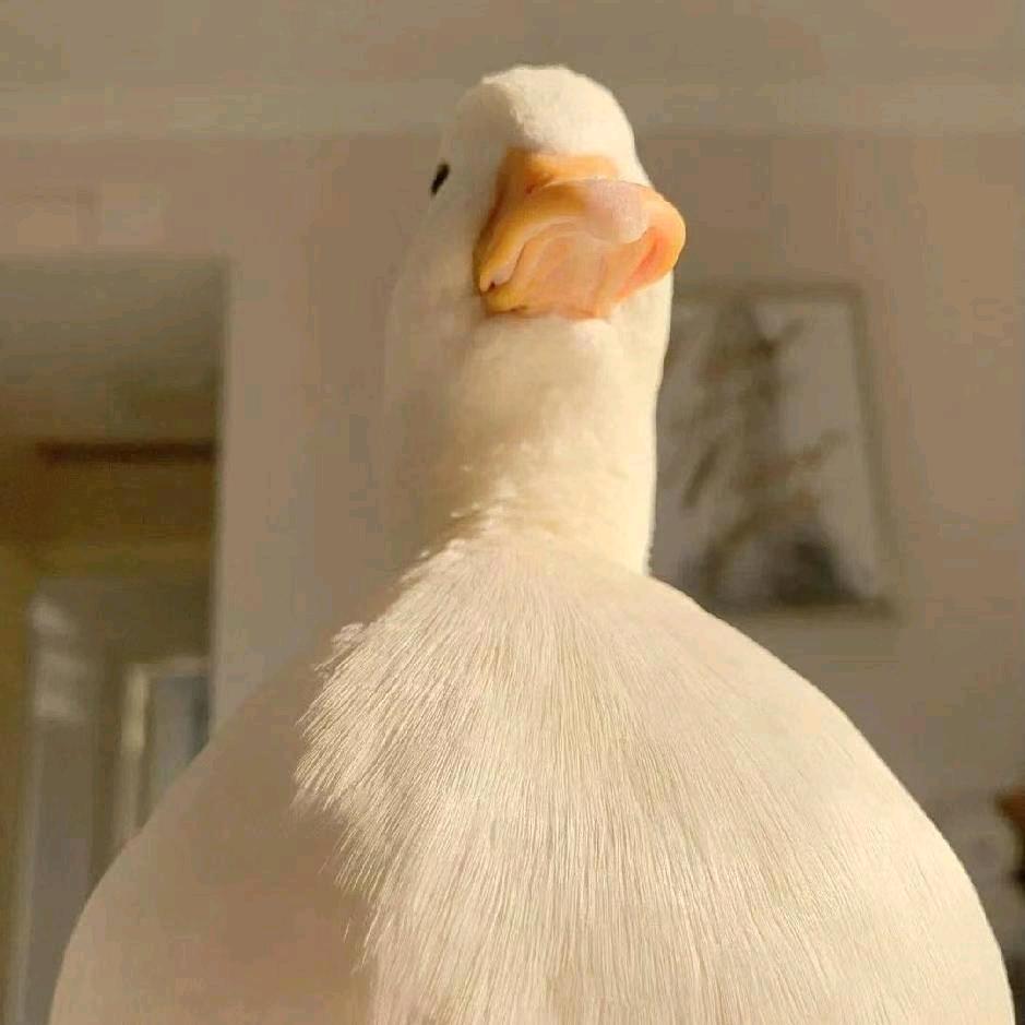一只呆鹅