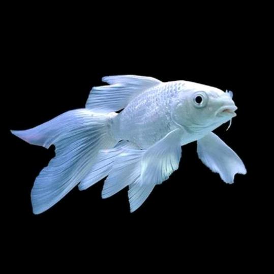 勋哥蝴蝶鲤观赏鱼养殖场