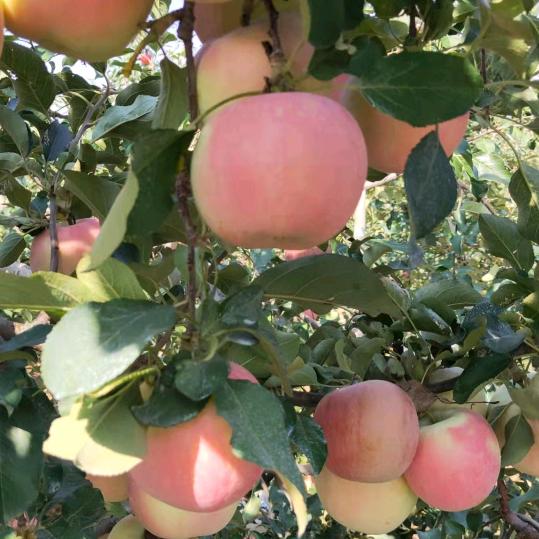 昱延（青苹果）