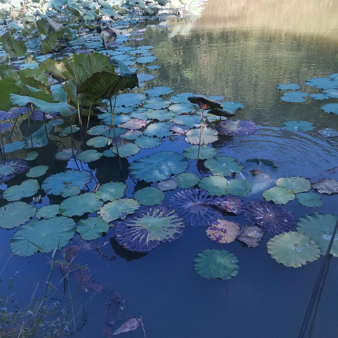 隔壁老流氓